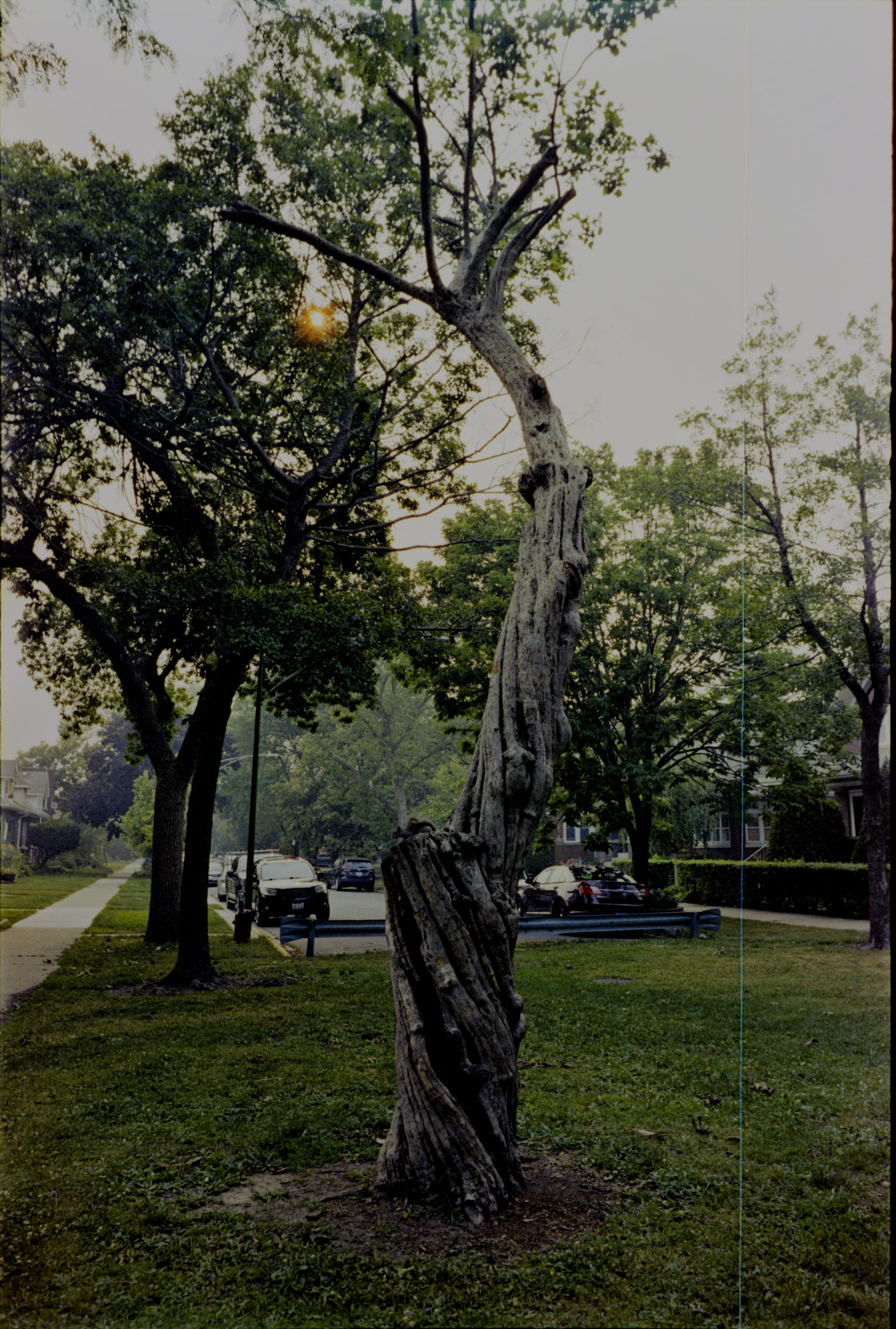 A tree in Wilson Park, Chicago. 